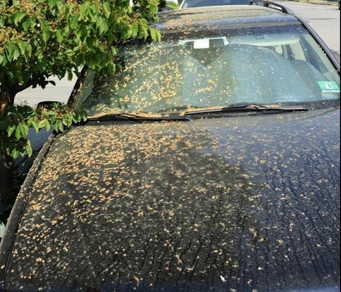 A car covered in pollen